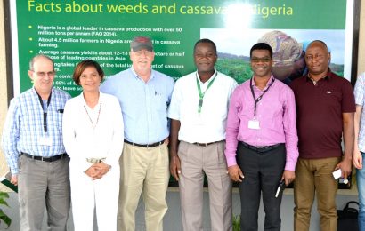 ‘Integrated weed control critical to cassava revolution’