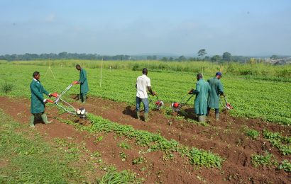 Motorised weeders demonstrate imperatives of cassava mechanisation