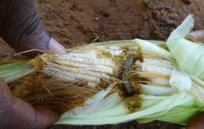 Worm ‘threatens African farmers’ livelihoods’