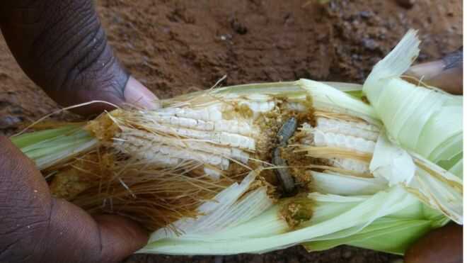 Worm ‘threatens African farmers’ livelihoods’