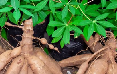 IITA Partners SANO Foods On Improved Cassava Varieties