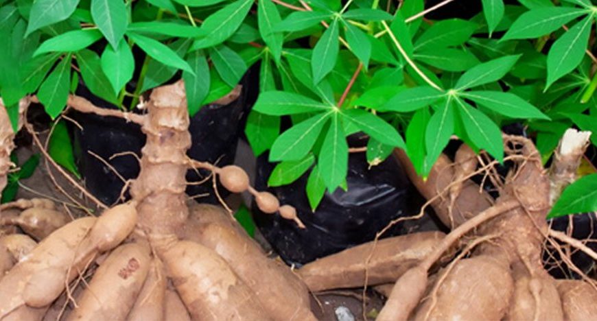 Cassava: Experts brainstorm on challenges, way forward