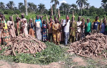 IITA-CWMP signs agreements with 136 farmers