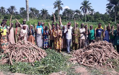 Cassava farmers in Ogun adopts improved weed management practices, records 27tons/ha