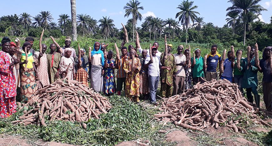 Cassava farmers in Ogun adopts improved weed management practices, records 27tons/ha