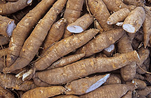 Researchers, policymakers to discuss cassava agronomy