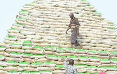Ogun begins mass production of ofada Rice