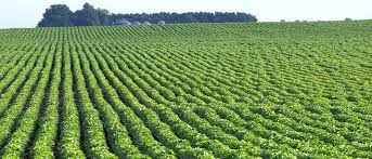 ‘Agriculture will boost Nigeria’s sustainable development’