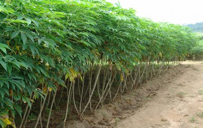 Fadama Project: Ondo Farmers Cultivate 2,238ha Of Cassava, 472ha Of Rice