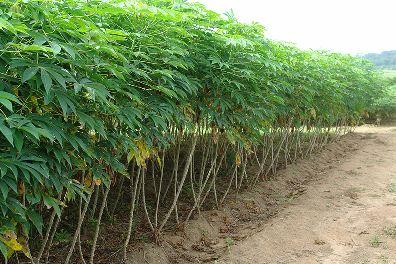 IITA: Cassava Seed System Profitable For Players In Value Chain