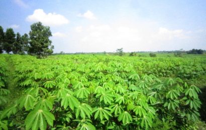 Kebbi Boosts Cassava Production With 25 Tractors