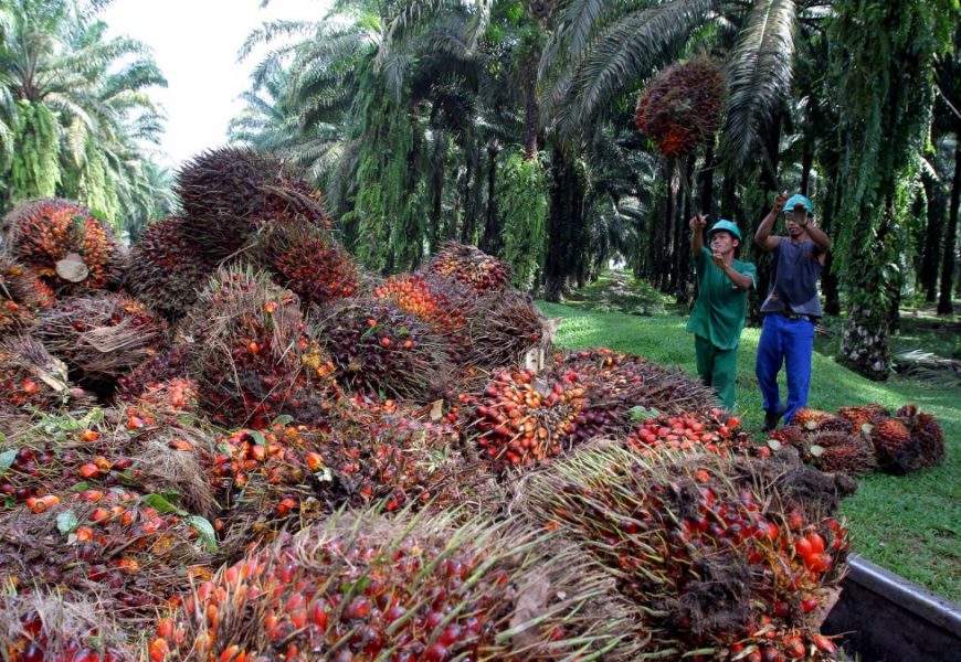 Okomu Oil Palm Explains Expansion Agenda, Support For Gelegele Seaport