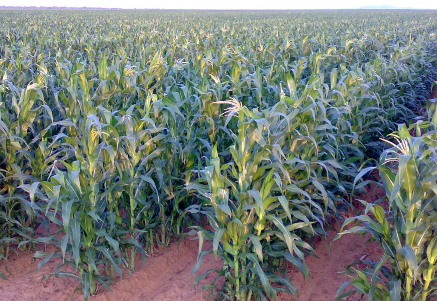 FAO Team In Maiduguri, Explains Support For 149, 730 Farming Households