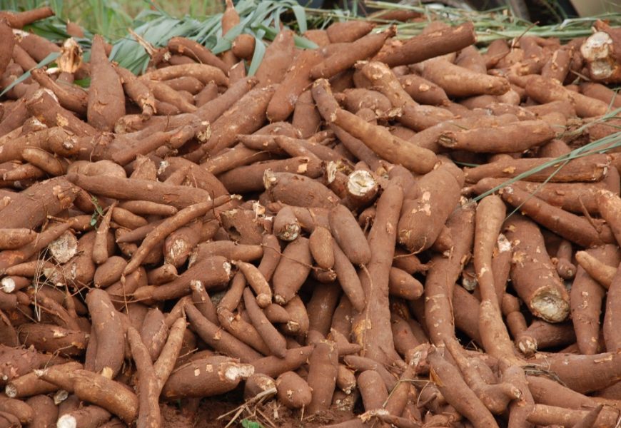 IITA Principal Scientist Wins 2018 Cassava Prize