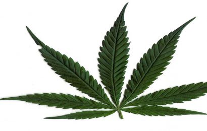 Canada Legalises Use Of Marijuana