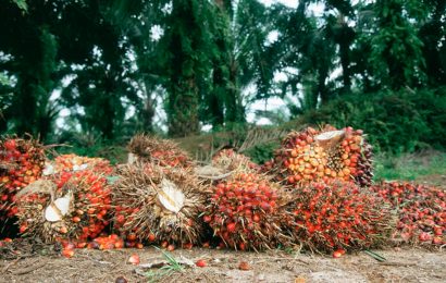 CBN Targets $10b Foreign Exchange From Palm Oil