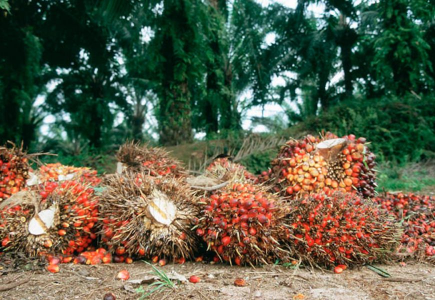 Group To Boost Oil Palm Production In Edo With $300m