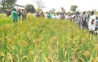 Nigeria Intensifies Rice Production Through Anchor Borrowers’ Scheme