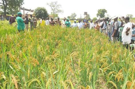 Nigeria Intensifies Rice Production Through Anchor Borrowers’ Scheme
