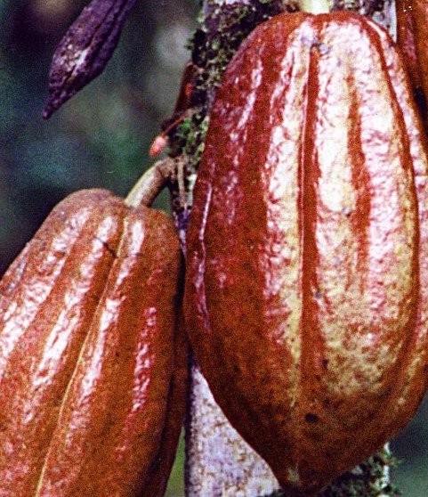 FG Supports Imo Farmers With 20,000 Cocoa Seedlings