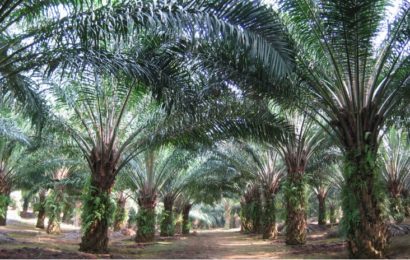 Edo To Distribute 25,000 Oil Palm Seedlings