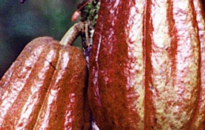 Cocoa Institute Unveils Eight New Hybrid Varieties