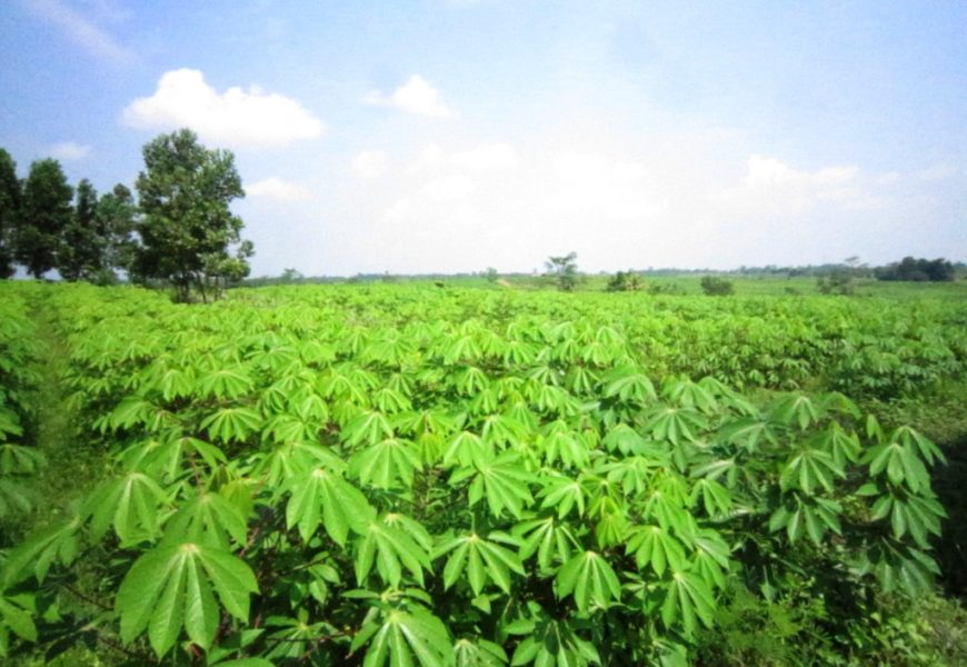 IITA, Council Inaugurate Cassava, Yam Seed Trackers
