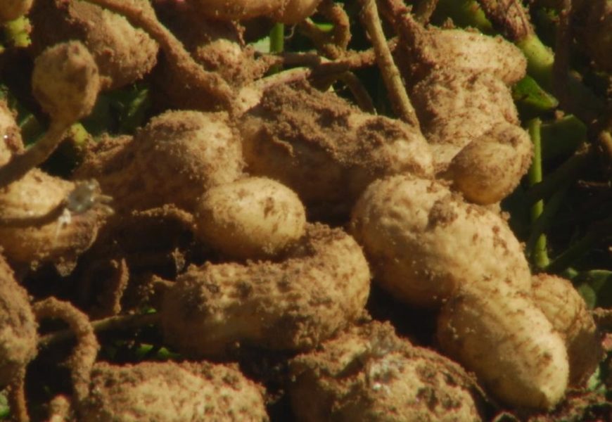 Groundnut Producers Seek Support For 17.5m Metric Tonnes Projection