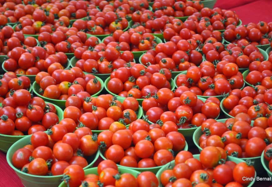 Enugu To Train 120 On Tomato Farming