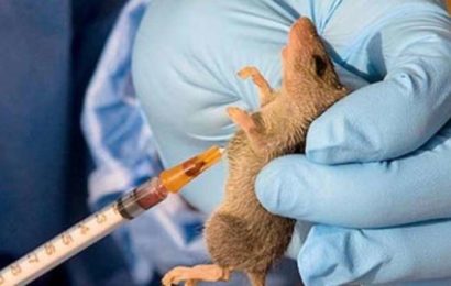 Lassa fever: Edo Releases Contacts Of Surveillance, Notification Officers In Local Councils 