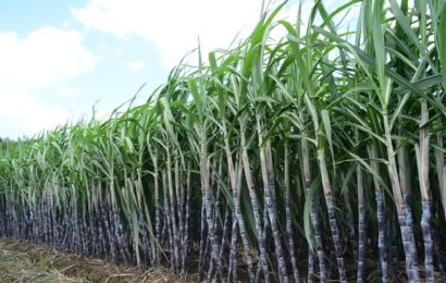 Nigeria, India Sign MoU On Sugar Institute