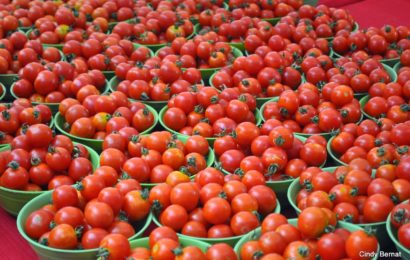 Tomato Farmers Seek Pest Control Support