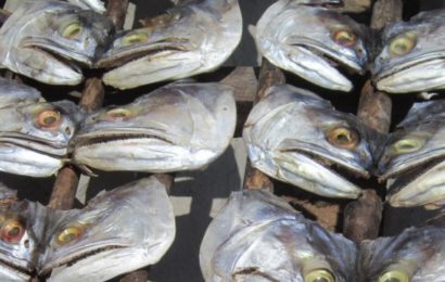 Farmer Decries High Cost Of Fish Feeds 