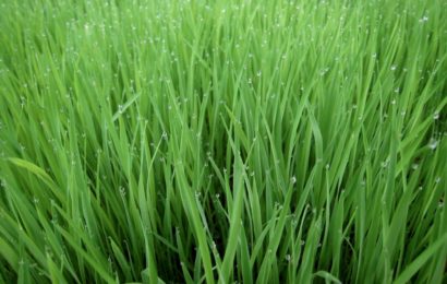AfDB: Nigeria Making Progress In Rice Production, Processing
