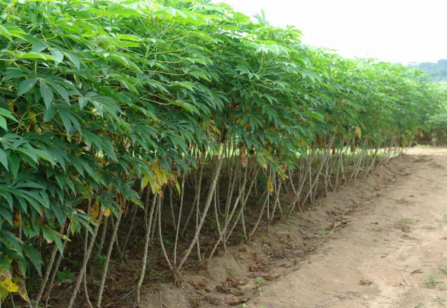 IITA, Researchers Develop Cassava Weed Management Kit