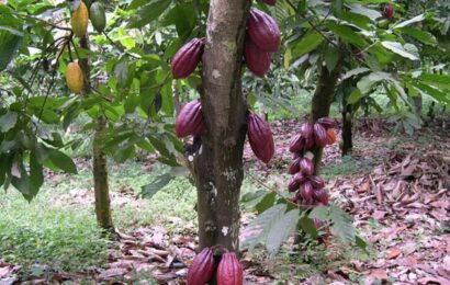 Monarch Seeks Support For Cocoa, Coffee, Kolanuts Farmers