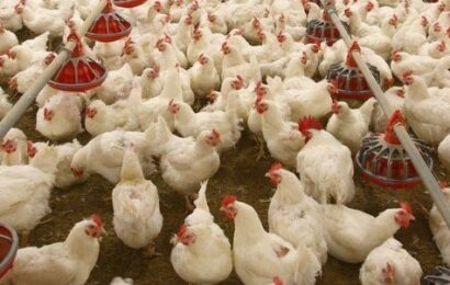 CBN Partners UNILORIN On N600m Commercial Poultry Farm￼ 
