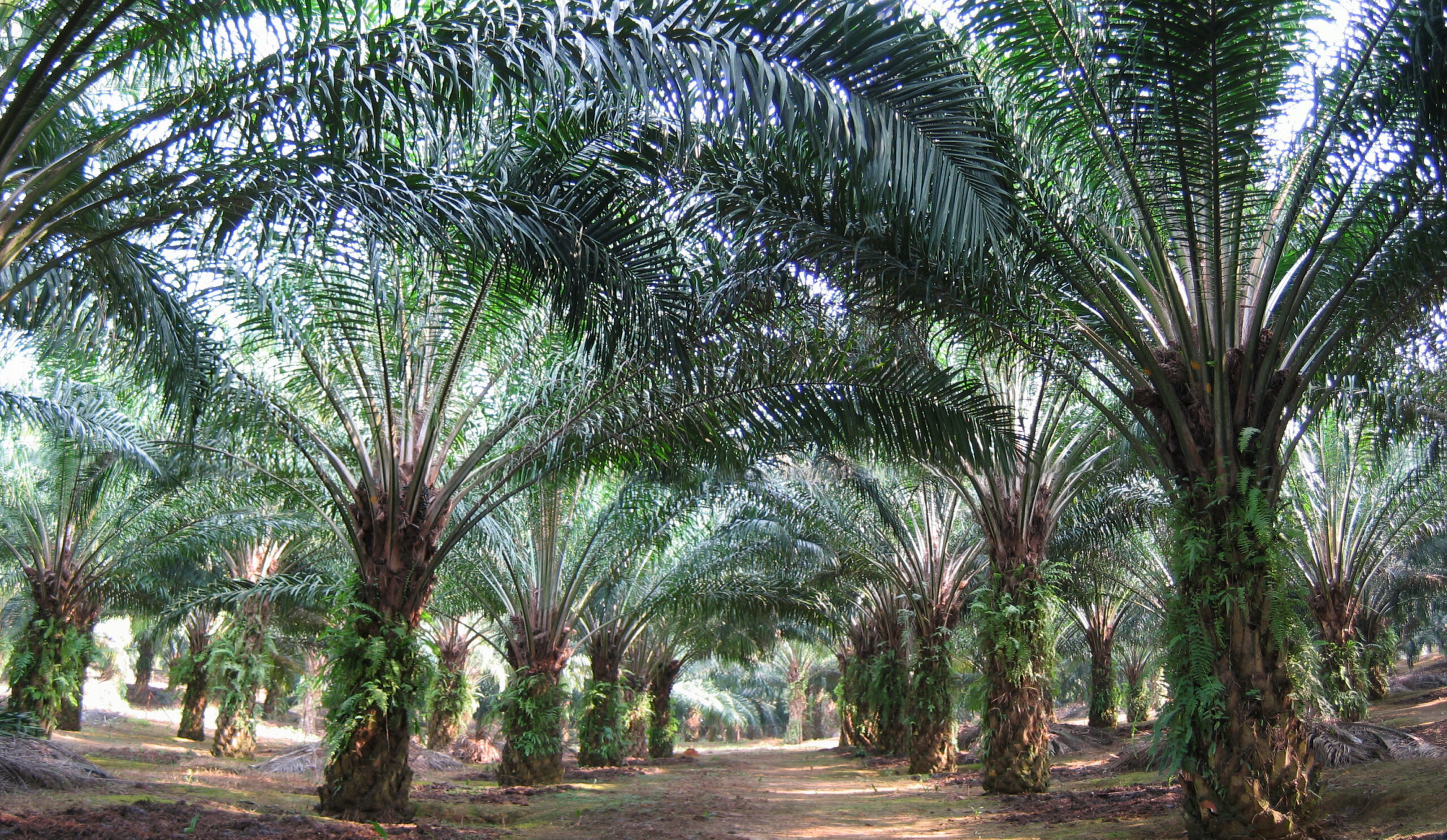 Ogun Partners CBN On Oil Palm Production