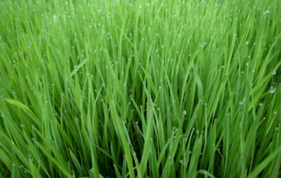 FG Distributes Farm Inputs To Rice Farmers In Oyo