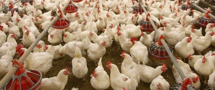 Bird Flu: Lagos Advises Poultry Owners To Adopt Biosecurity Measures