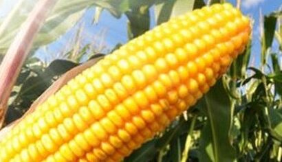 Farmers Fault Partial Importation Of Maize
