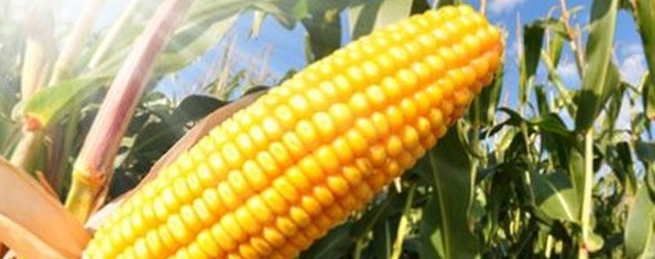 Farmers Fault Partial Importation Of Maize