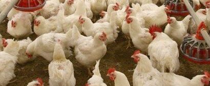 Poultry Farmers Lament Challenges