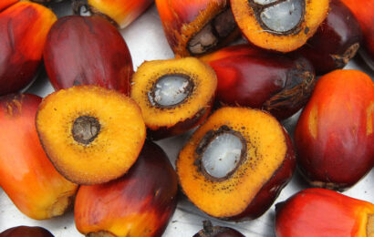 FAO Assures Nigeria On Sustainable Cocoa, Oil Palm Production