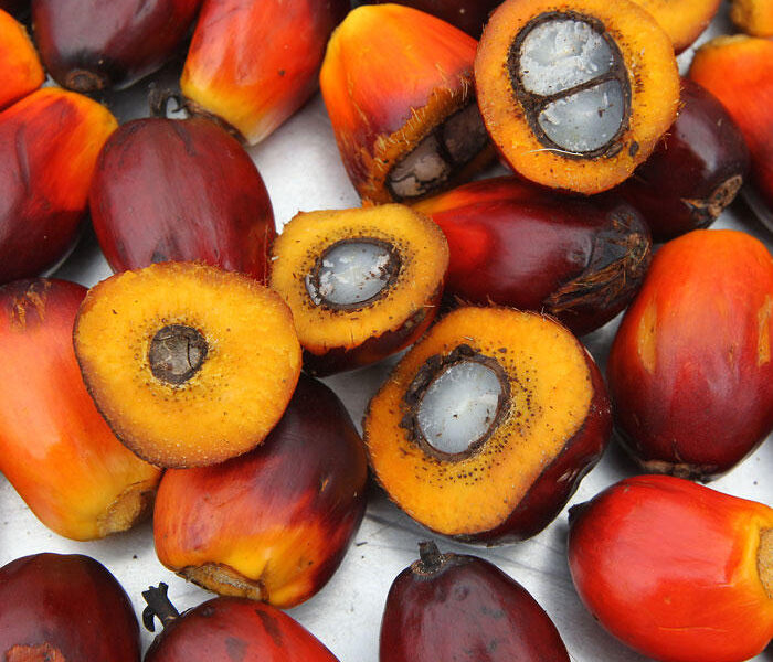 FAO Assures Nigeria On Sustainable Cocoa, Oil Palm Production