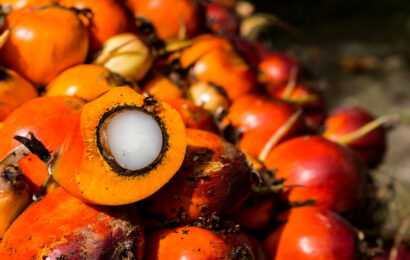 Oil Palm Growers Seek Support For NIFOR