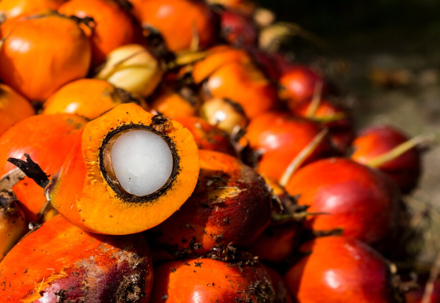 Oil Palm Growers Seek Support For NIFOR