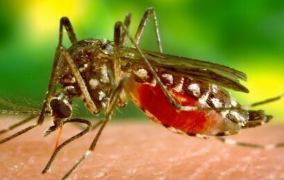 Osun Deploys N28m For Yellow Fever Campaign