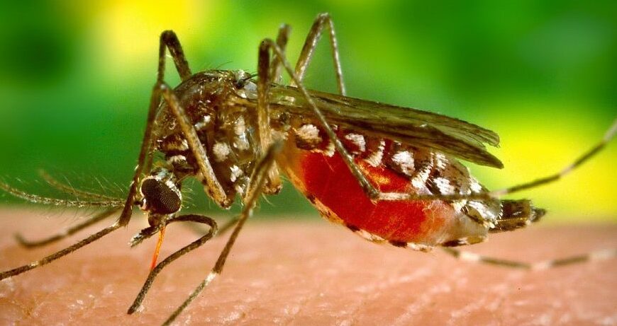 Osun Deploys N28m For Yellow Fever Campaign