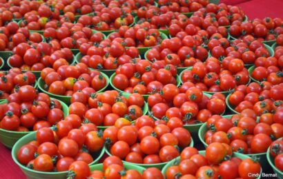 Nigeria Produces 2.3m Metric Tonnes Of Tomato Annually